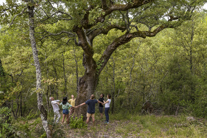France, Var (83), Provence Verte, Bras, Académie du Bain de Forêt Provençale, forêt du domaine Le Peyrourier - une campagne en Provence, Constanze Coisne guide le Shinrin Yoku