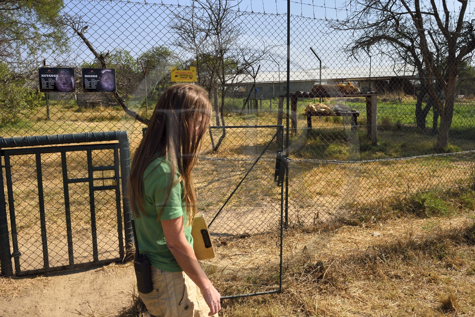 Zimbabwe, province des Midlands, Gweru, Antelope Park qui abrite ALERT (African Lion and Environmental Research Trust), enclos des lions qui ne pourront être relachés à la vie sauvage