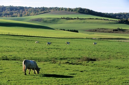 France, Haute Marne, cattle of cows in a field