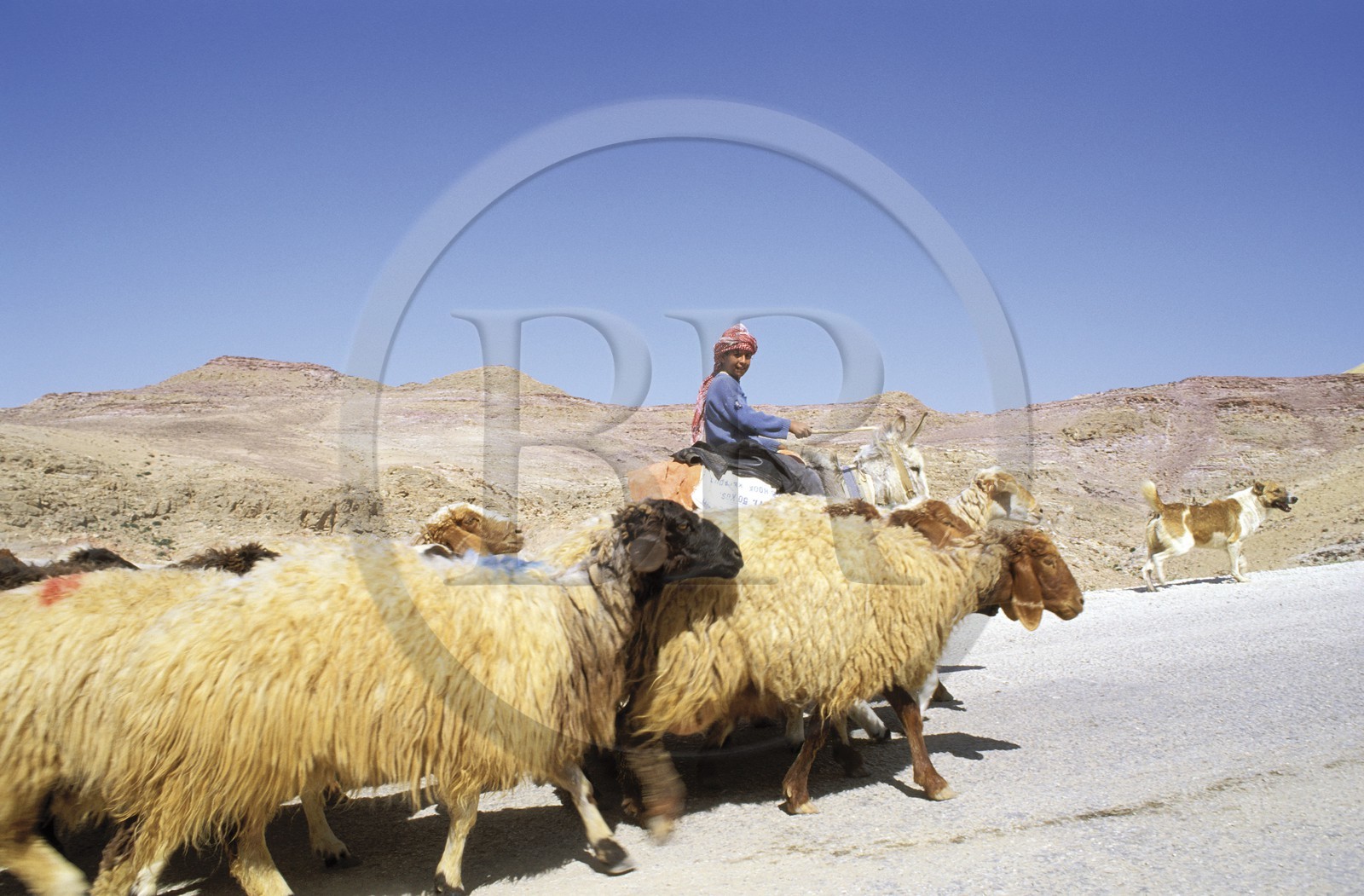 Jordan, the Mount Nebo, herd of sheep progressing on the road