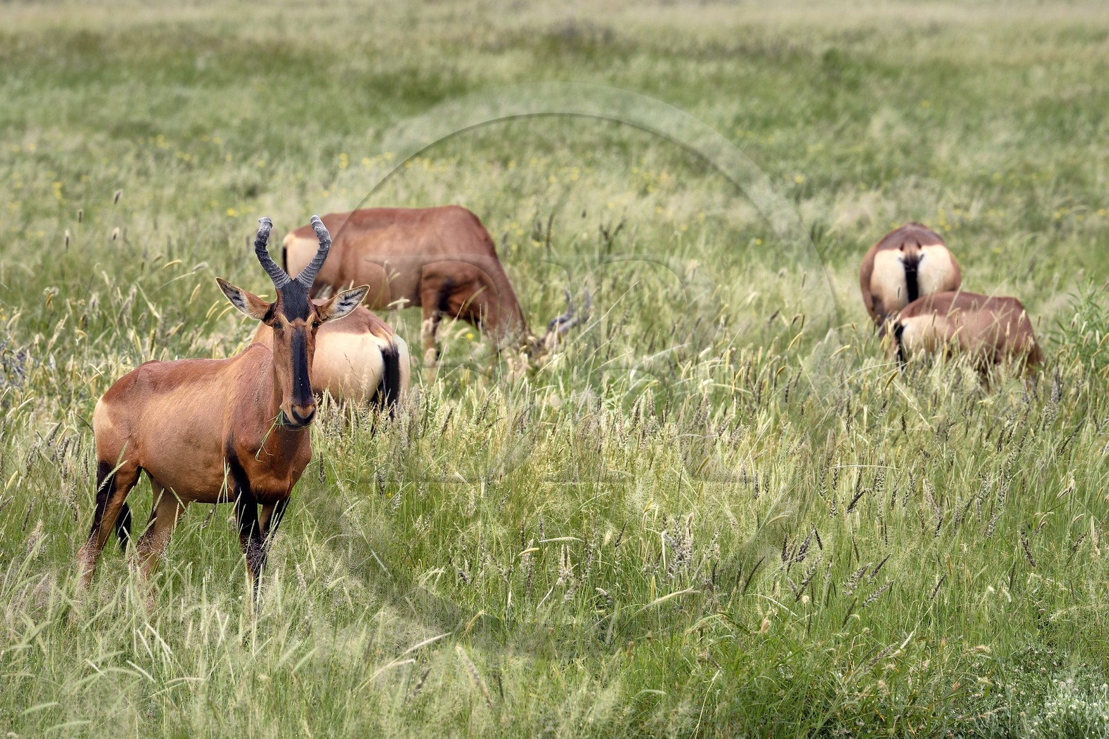 Namibie, région de Oshikoto, Parc National d'Etosha, Bubale roux (Alcelaphus buselaphus)