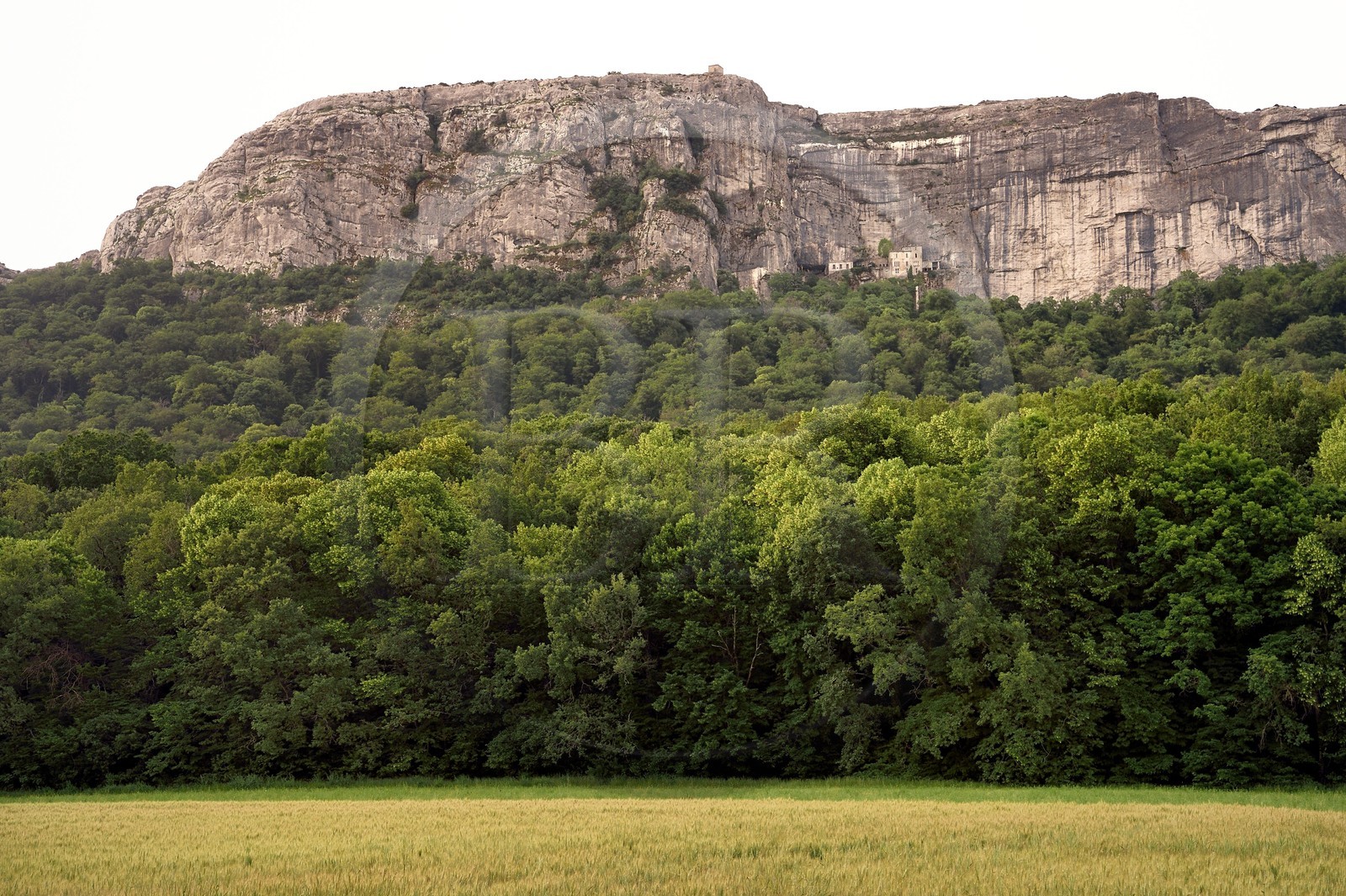 France, Var (83), Plan-d'Aups-Sainte-Baume, parc naturel régional de la Sainte-Baume, Massif de la Sainte-Baume, la forêt domaniale nemeton est protégée depuis plusieurs siècles, en arrière plan la grotte sanctuaire de Sainte Marie-Madeleine à flanc de la falaise de 300m à l'aplomb du Saint-Pilon