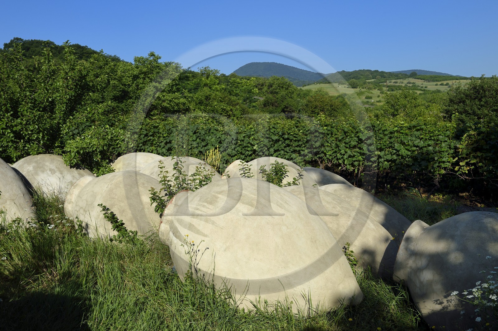 Géorgie, Kakheti, Telavi, jarres de stockage de vin appelées kvevri destinées à être enterrées