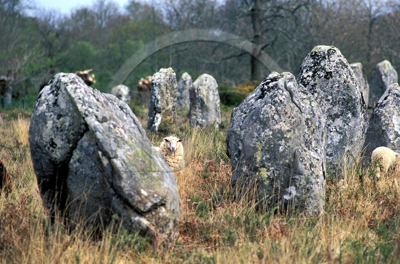 France, Morbihan, sheep in the Megaliths of Carnac