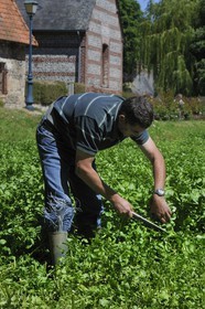France, Seine-Maritime (76), Veules-les-Roses, le cressiculteur Patrique Mahieu coupant du cresson dans sa cressonnière
