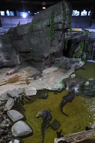 France, Paris (75), aquarium de la Porte Dorée, fosse aux crocodiles