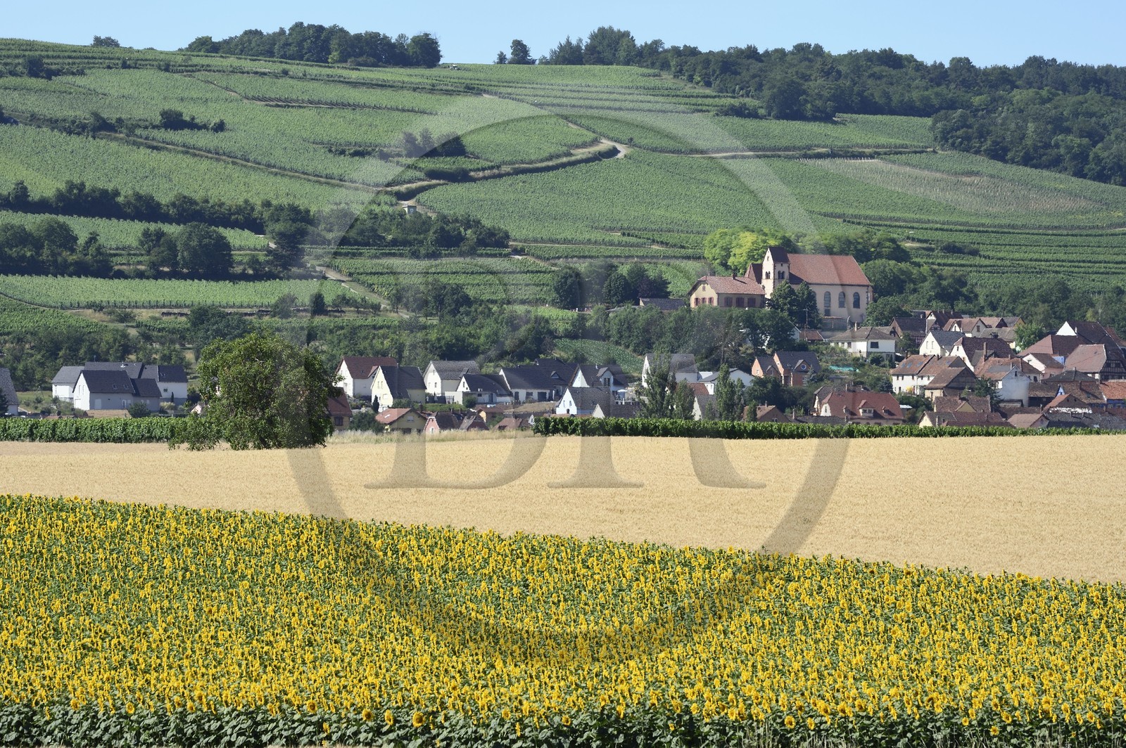France, Bas Rhin, the Alsace Wine Route, Bergbieten, sunflower field