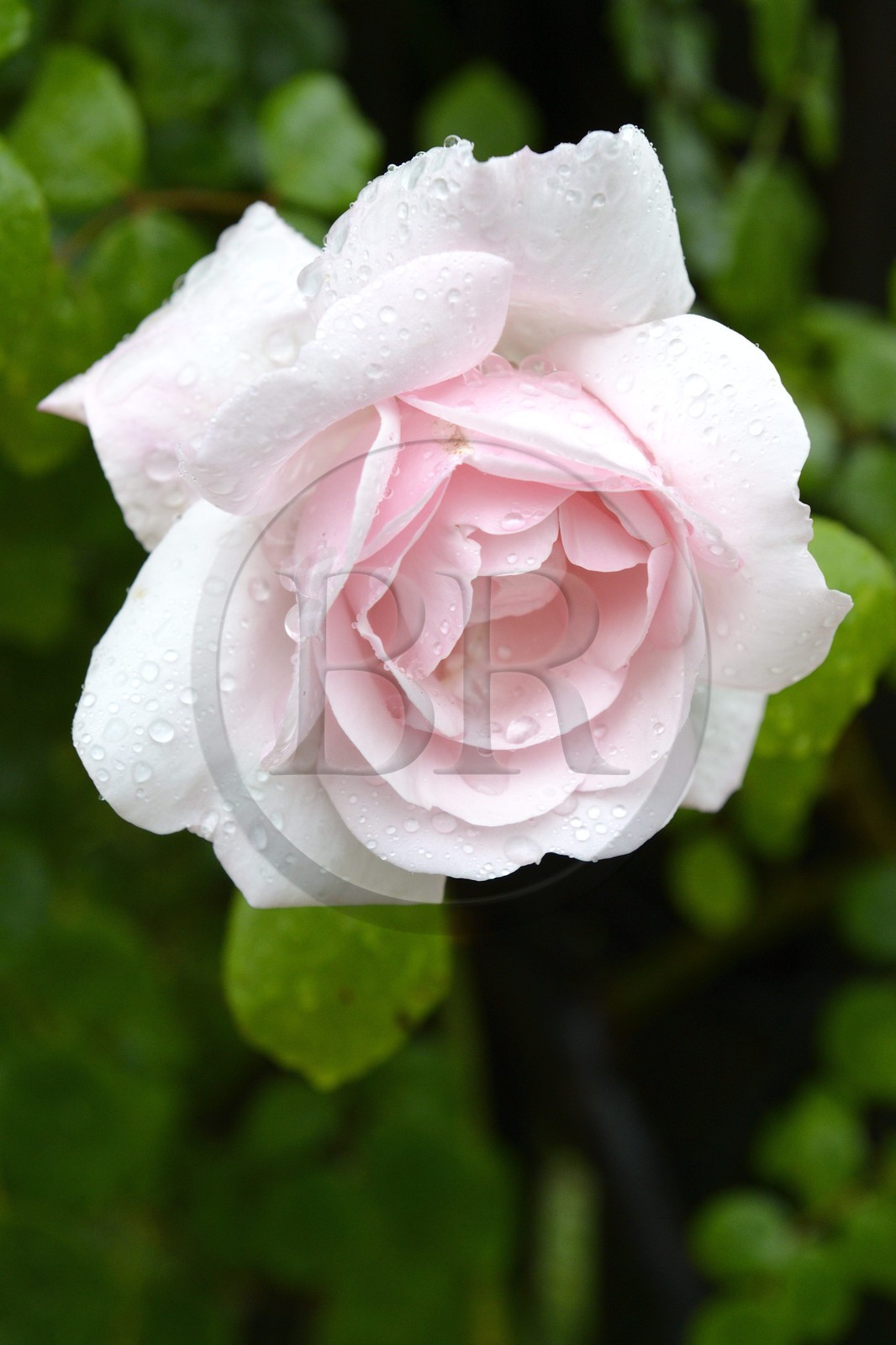 France, Finistère (29), Quimper, quartier de Locmaria, jardin de plantes médicinales et aromatiques, une rose