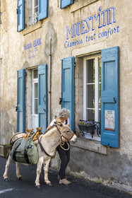 France, Lozère (48), Langogne, randonnée avec un âne sur le chemin de Stevenson (GR 70) devant les chambres d'hotes Modest'inn