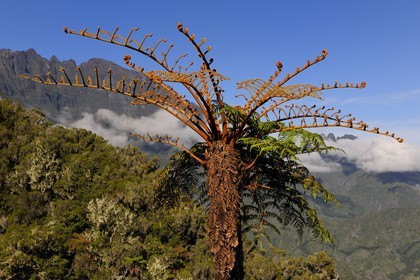 France, île de la Réunion, cirque de Salazie, classé Patrimoine Mondial de l'UNESCO, fougères arborescentes