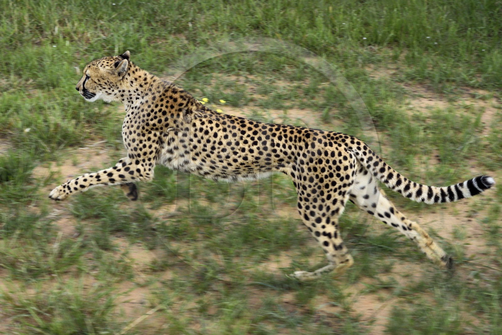 Namibie, Otjiwarongo, Cheetah Conservation Fund, centre de recherche et d'éducation, guépard (Acinonyx jubatus) entrainé à courir pour rester en forme et sain