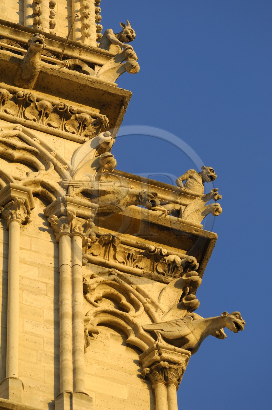 France, Paris (75), Ile de la Cité, cathédrale Notre-Dame de Paris, gargouilles de la tour sud