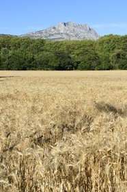France, Bouches-du-Rhône (13), Pays d'Aix en Provence, vers le Tholonet, champ d'orge devant la Montagne Sainte Victoire, route Cézanne