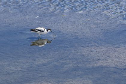 France, Vendee, Noirmoutier island, La Guérinière, pied avocet (Recurvirostra avosetta) in the marsh below the dyke between the Port de Bonhomme and the Passage du Gois