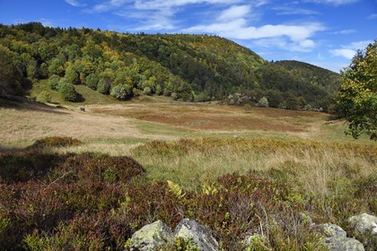 France, Vosges (88), Parc naturel régional des ballons des Vosges, Saint-Maurice-sur-Moselle, chaume des Neuf Bois, randonneurs en bordure de la tourbière entouré par la foret