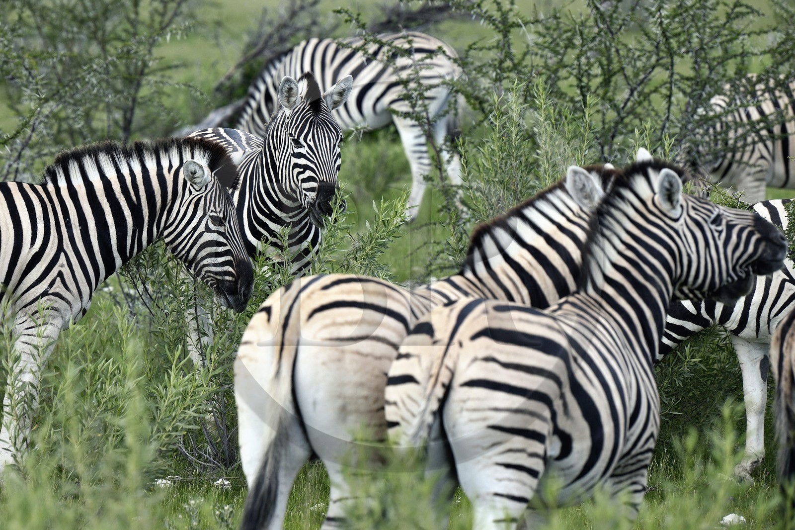 Namibie, région de Oshikoto, Parc National d'Etosha, zèbres de Burchell (Equus burchellii)