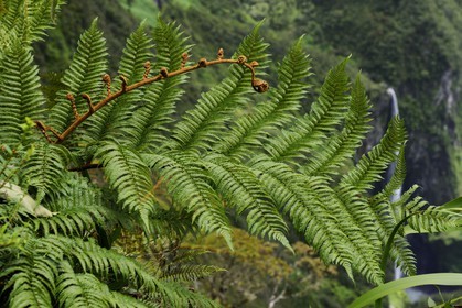 France, île de la Réunion, forêt de Bélouve