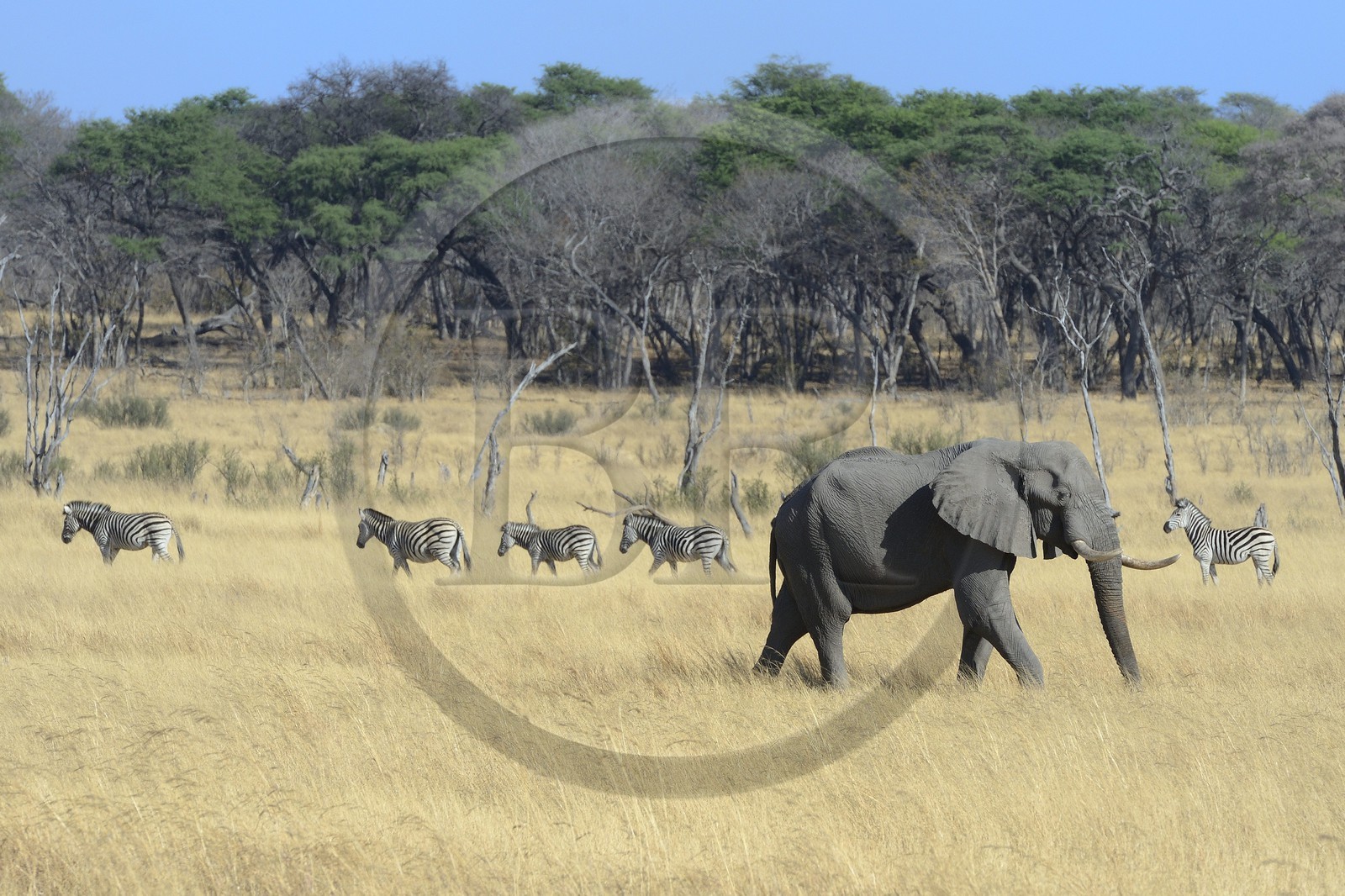 Zimbabwe, province de Matabeleland septentrional, parc national Hwange, éléphant sauvage d'Afrique (Loxodonta africana) et troupeau de Zèbres (equus burchelli)