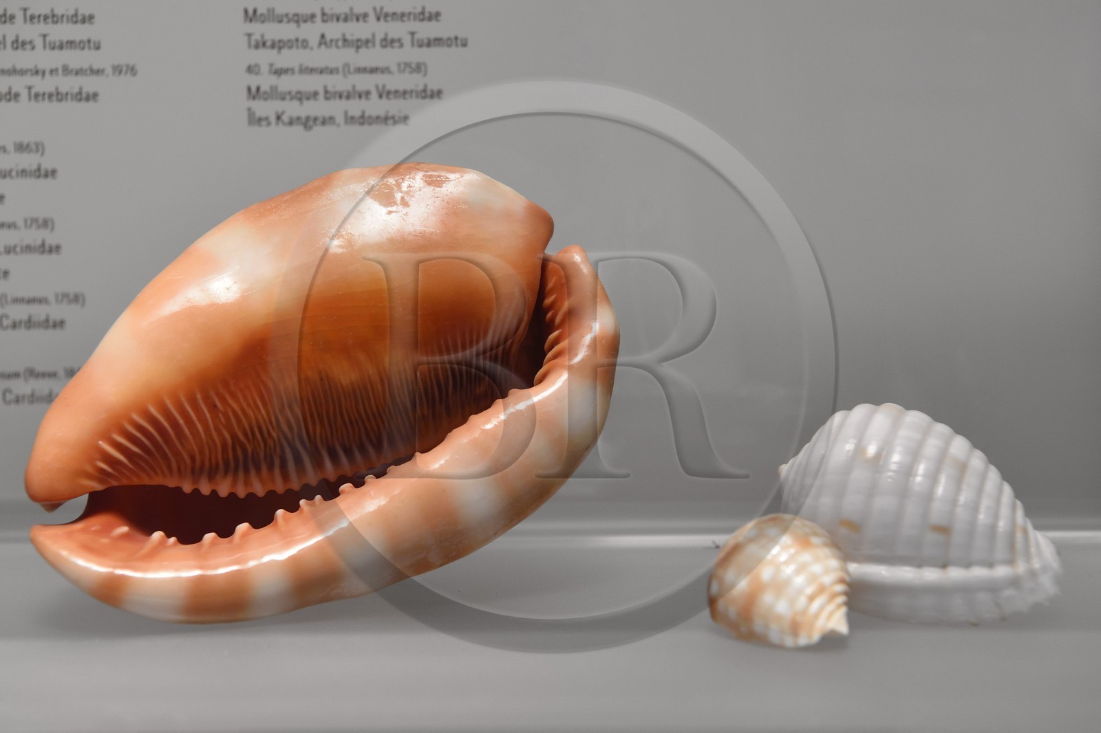 France, Charente-Maritime (17), La Rochelle, le Muséum d'histoire naturelle (muséum Lafaille), collection de cones du 1er étage, mollusque gastéropode Cassidae à gauche et mollusque gastéropode Tonnidae à droite (Mayotte)