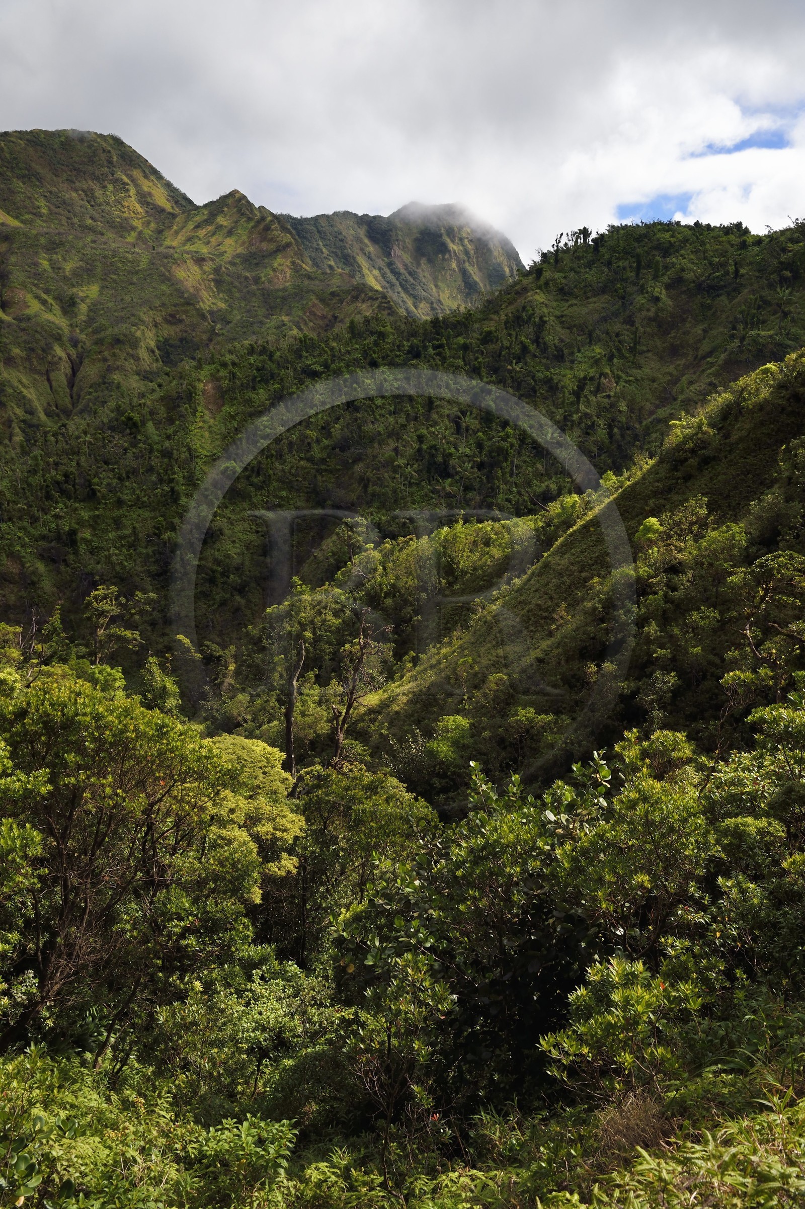 Caraïbes, Ile de la Dominique, Castle Bruce, Parc national du Morne Trois Pitons classé Patrimoine Mondial de l'UNESCO, le long du sentier traversant la forêt tropicale et menant à la la Vallée de la Désolation puis au Boiling Lake