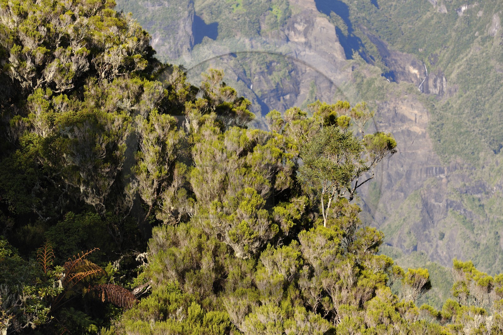 France, Reunion island (French overseas department), cirque de Salazie, listed as World Heritage by UNESCO