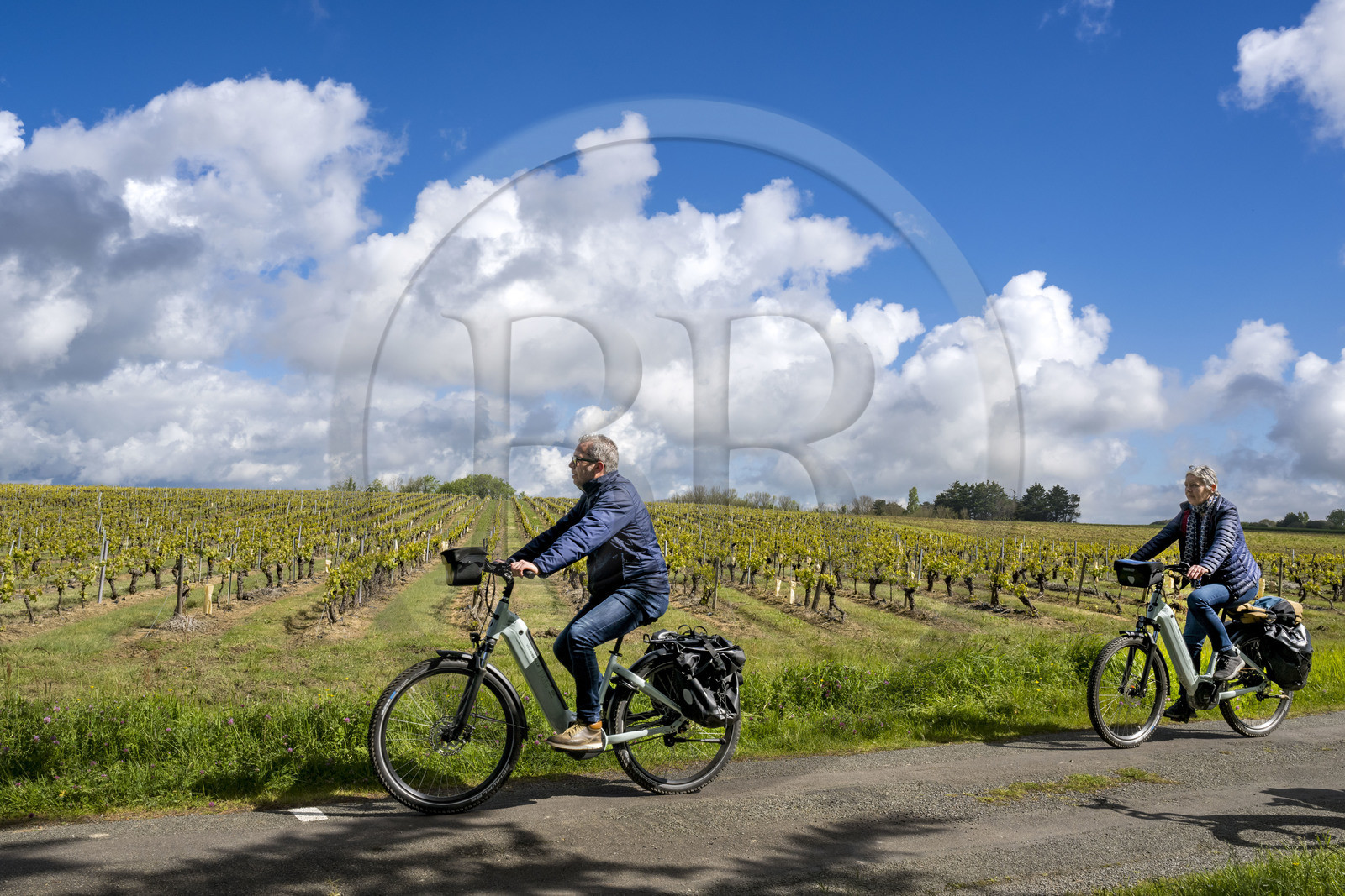 France, Vendée (85), Talmont-Saint-Hilaire, cyclistes sur la piste de la véloroute Vendée Vélo Tour et Vélodyssée passant devant vignoble des vins d'appellation Vin de Pays du Val de Loire Vendée en bordure des anciens marais salants de la Guittière