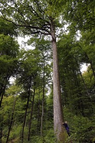 France, Bas-Rhin, Parc regional des Vosges du nord (Northern Vosges Regional Natural Park), La Petite Pierre, tall oak tree about forty meters high and that would be 240 years old, tree hugging
