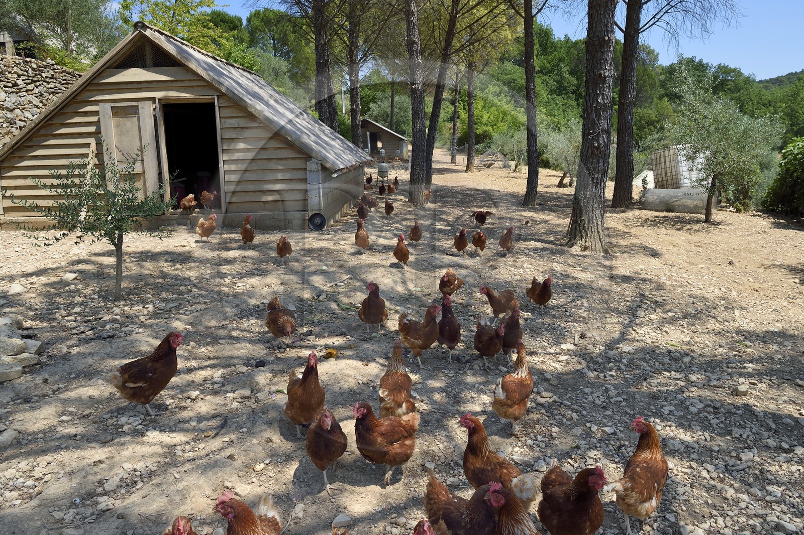 France, Var (83), Provence Verte, Correns, 1er village bio de France, le Poulailler de Lea, l'agricultrice bio Lea Brunet entourée de ses poules pondeuses