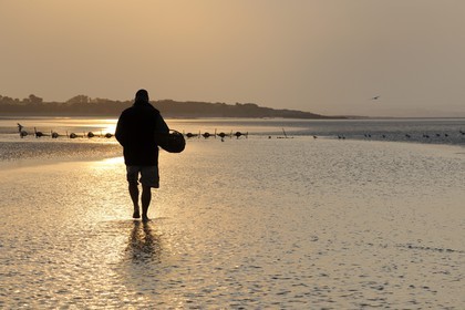 France, Manche (50), Baie du Mont-Saint-Michel, le pêcheur de grève Guy Jugan relevant ses filets de crevettes grises à l'aube