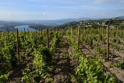 France, Rhône (69), vue sur le Rhône depuis les hauteurs du village de Condrieu et son vignoble