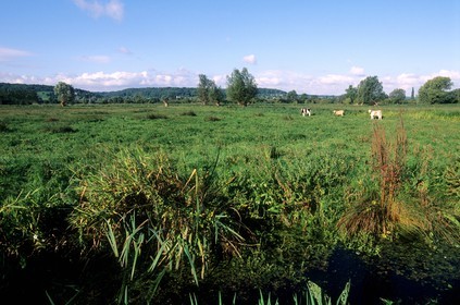 France, Eure (27), le Marais-Vernier