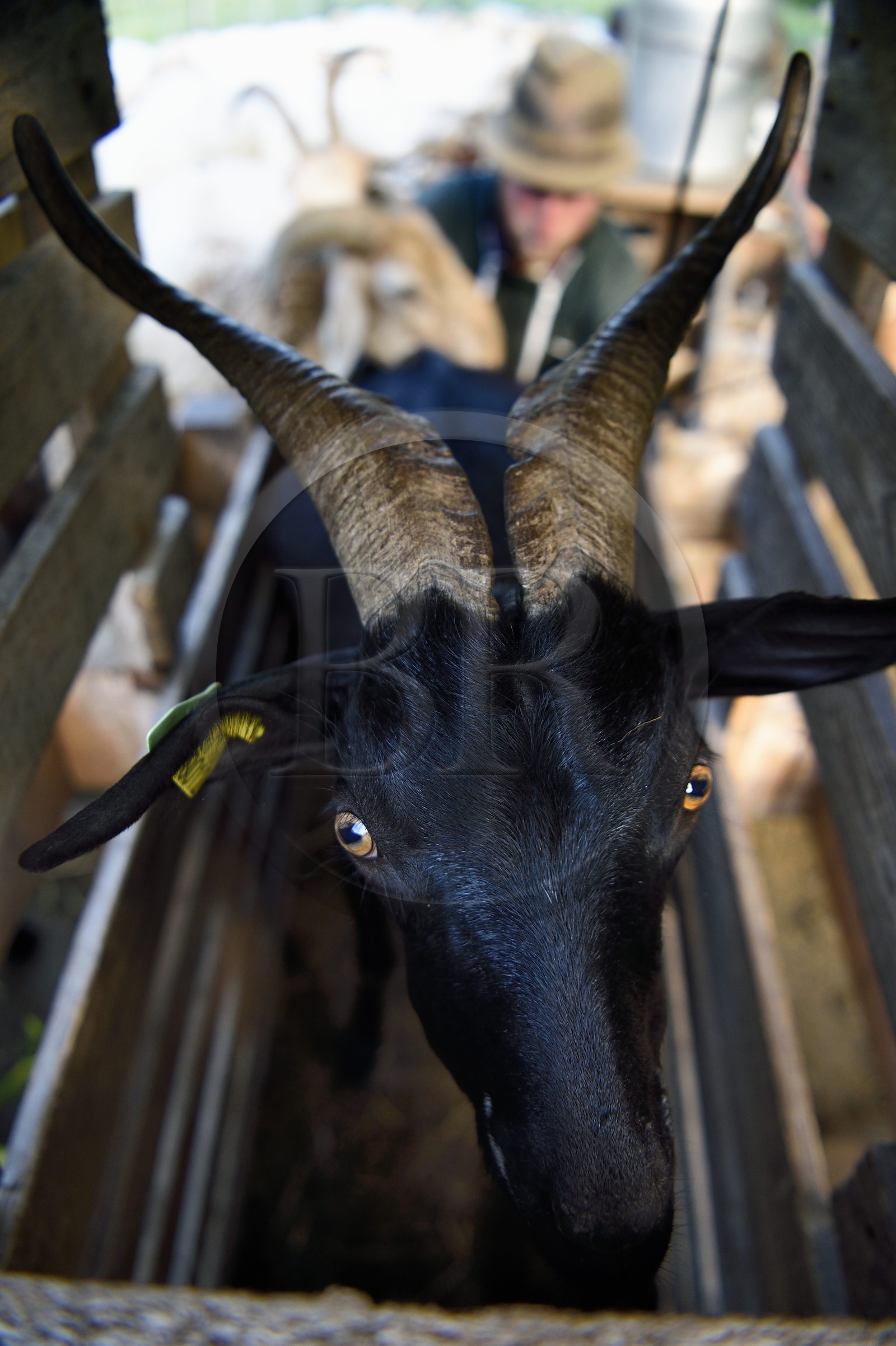 France, Alpes-Maritimes (06), vallée de la Roya (arrière-pays niçois), au pied du parc national du Mercantour, Tende, Casterino dans la vallée de la Casterine, chèvre
