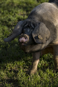 France, Pyrénées-Atlantiques (64), Pays-Basque, vallée des Aldudes, élevage en plein air Pierre Oteiza de porcs basques de race pie noir pour la production du jambon Kintoa AOC, cochette (jeune truie)