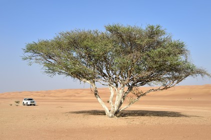 Sultanat d'Oman, gouvernorat de Ash Sharqiyah, désert des Wahiba Sands ou Sharqiya Sands, acacia