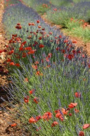 France, Alpes de Haute Provence,   Valensole plateau, red poppy flowers in a field of lavandin (lavender)