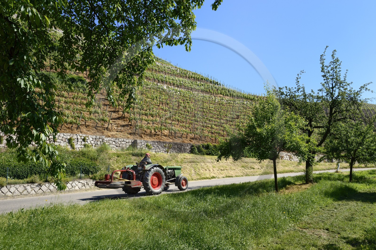 Allemagne, Bade-Wurtemberg, Durbach, tracteur sur une route le long du vignoble