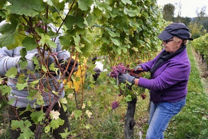 France, Bas-Rhin (67), Route des vins d'Alsace, Nothalten, vendanges sur une parcelle de gewurztraminer du Domaine viticole Philippe Sohler à Epfig