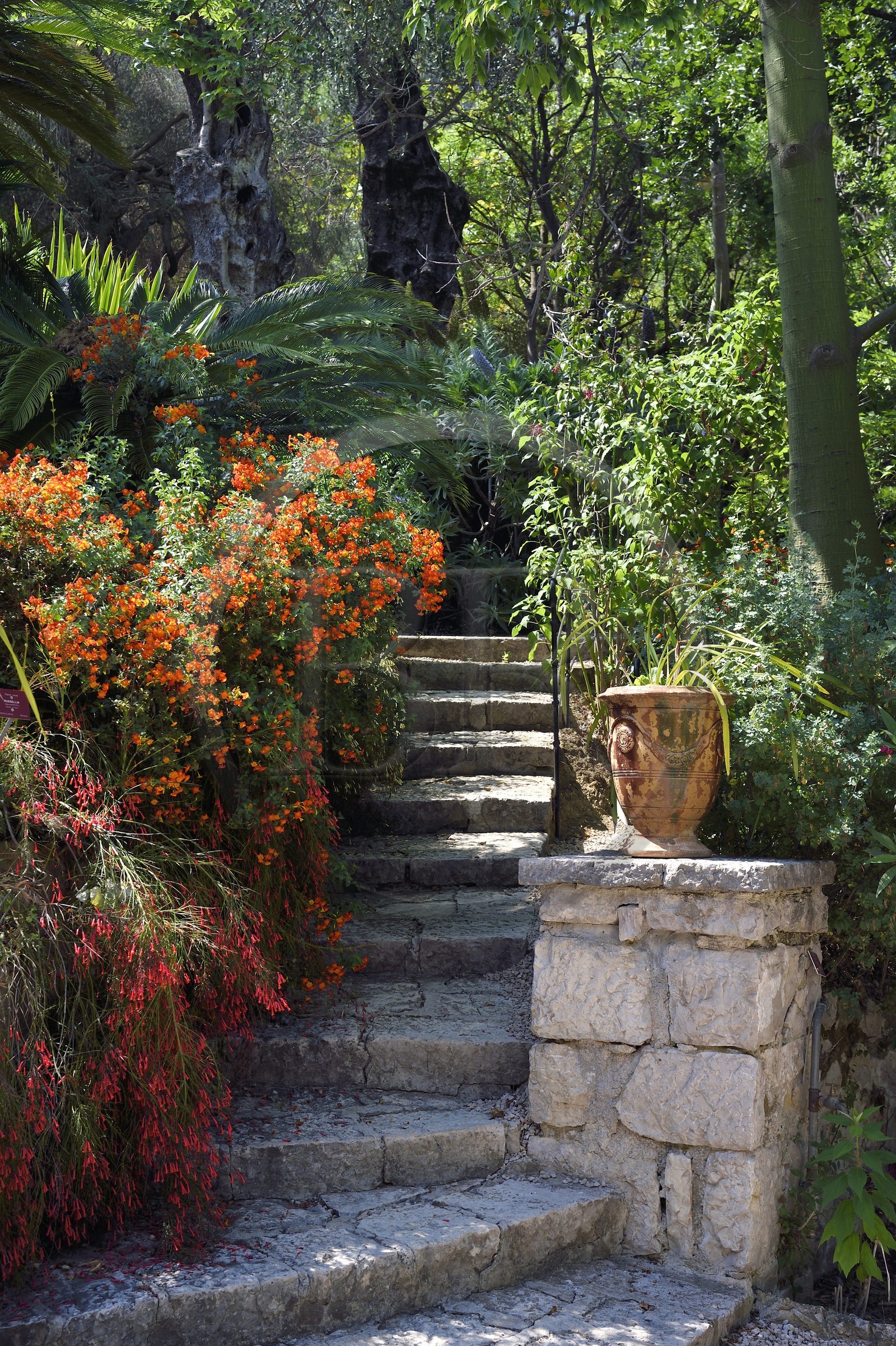 France, Alpes-Maritimes (06), Menton, Jardin botanique exotique du Val Rahmeh