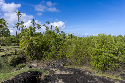 France, Guyane, Cayenne, Pointe Buzaré, la mangrove composée de palétuvier blanc (Laguncularia racemosa) entoure la totalité de la presqu'île de Cayenne, dans une période cyclique future elle disparaitra complétement pour à nouveau laisser place à la mer (vue aérienne)