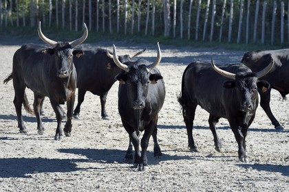 France, Bouches-du-Rhône (13), Parc naturel régional de Camargue, Mas du Menage, manade Saint Antoine (Cauzel), taureaux camarguais appellés Raço di Biou