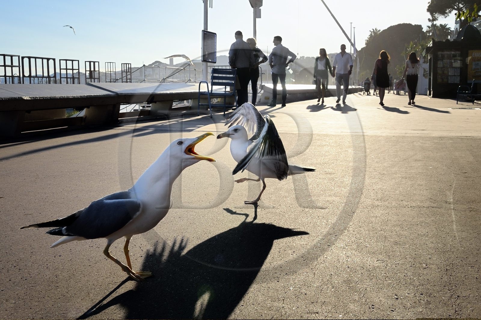 France, Alpes-Maritimes, Cannes, gulls and walkers on the Croisette