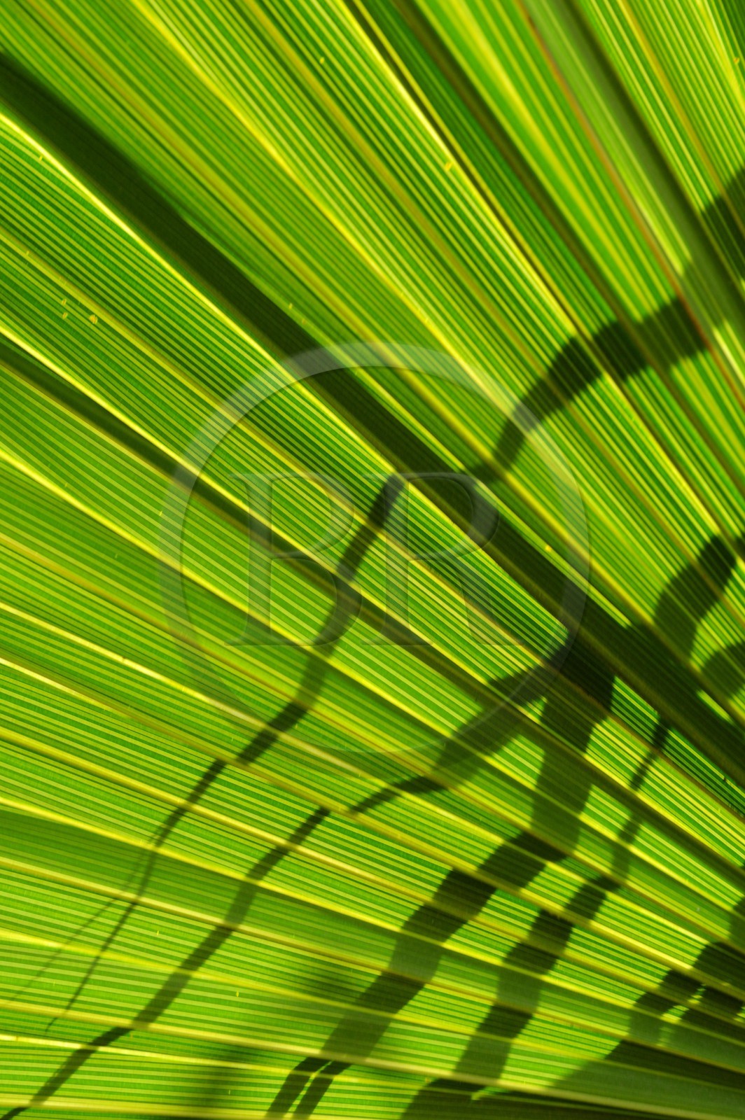France, Reunion island (French overseas department), Petite Ile, tropical garden, palm tree