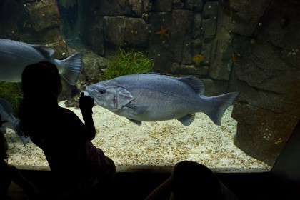 Portugal, Lisbonne, Parque das Nações (Parc des nations) construit pour l'exposition universelle de 1998, Oceanário (Oceanarium), aquarium