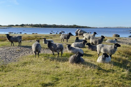 Suède, Västra Götaland, Iles Koster, Sydkoster, moutons en bordure de mer
