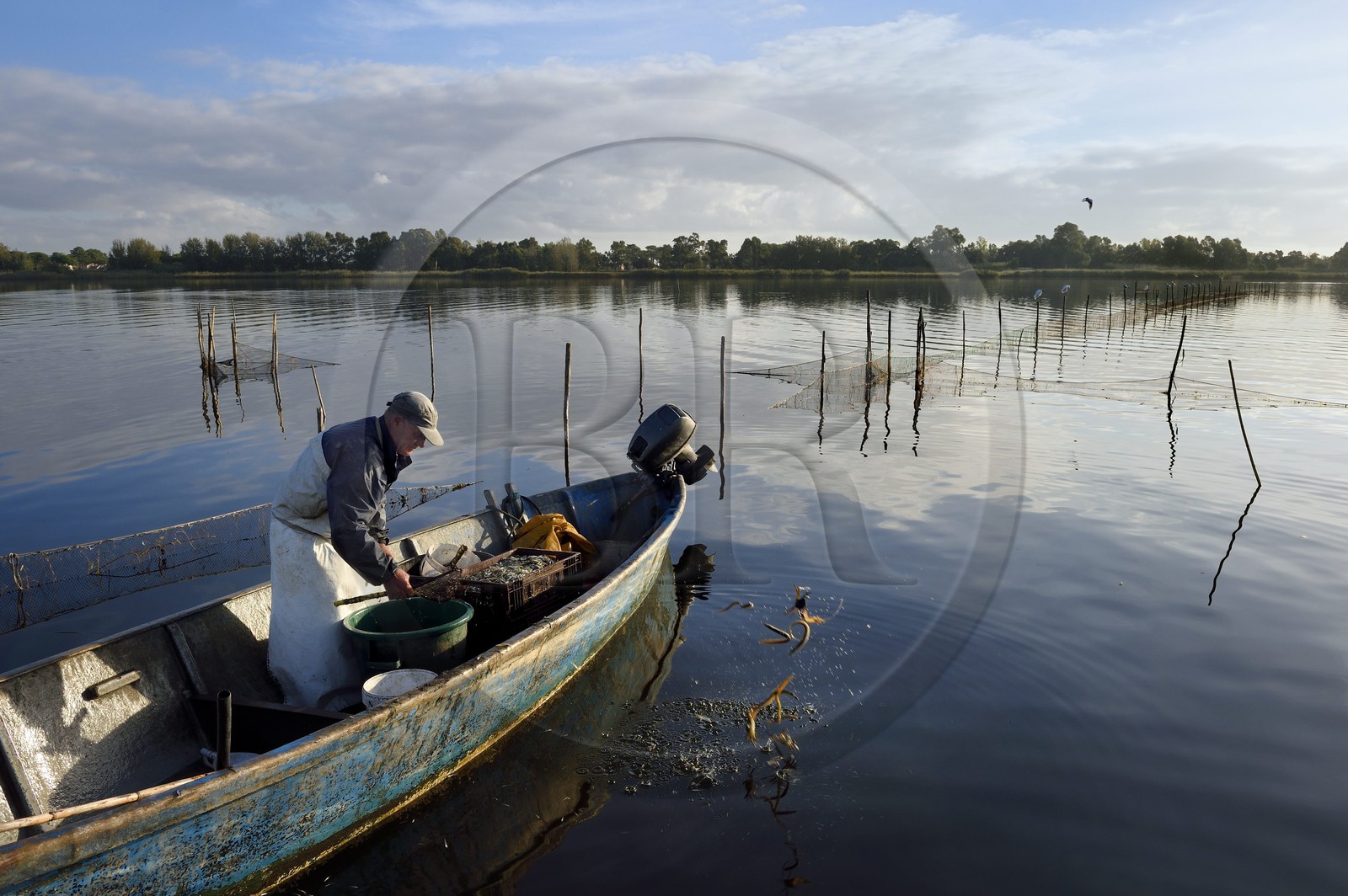 France, Haute-Corse (2B), l'étang de Biguglia (stagnu di Chjurlinu), réserve naturelle de Corse (RNC), pecheur entre les filets tendus sur des pieux d'aulne, le pecheur rejète à l'eau les petites anguilles