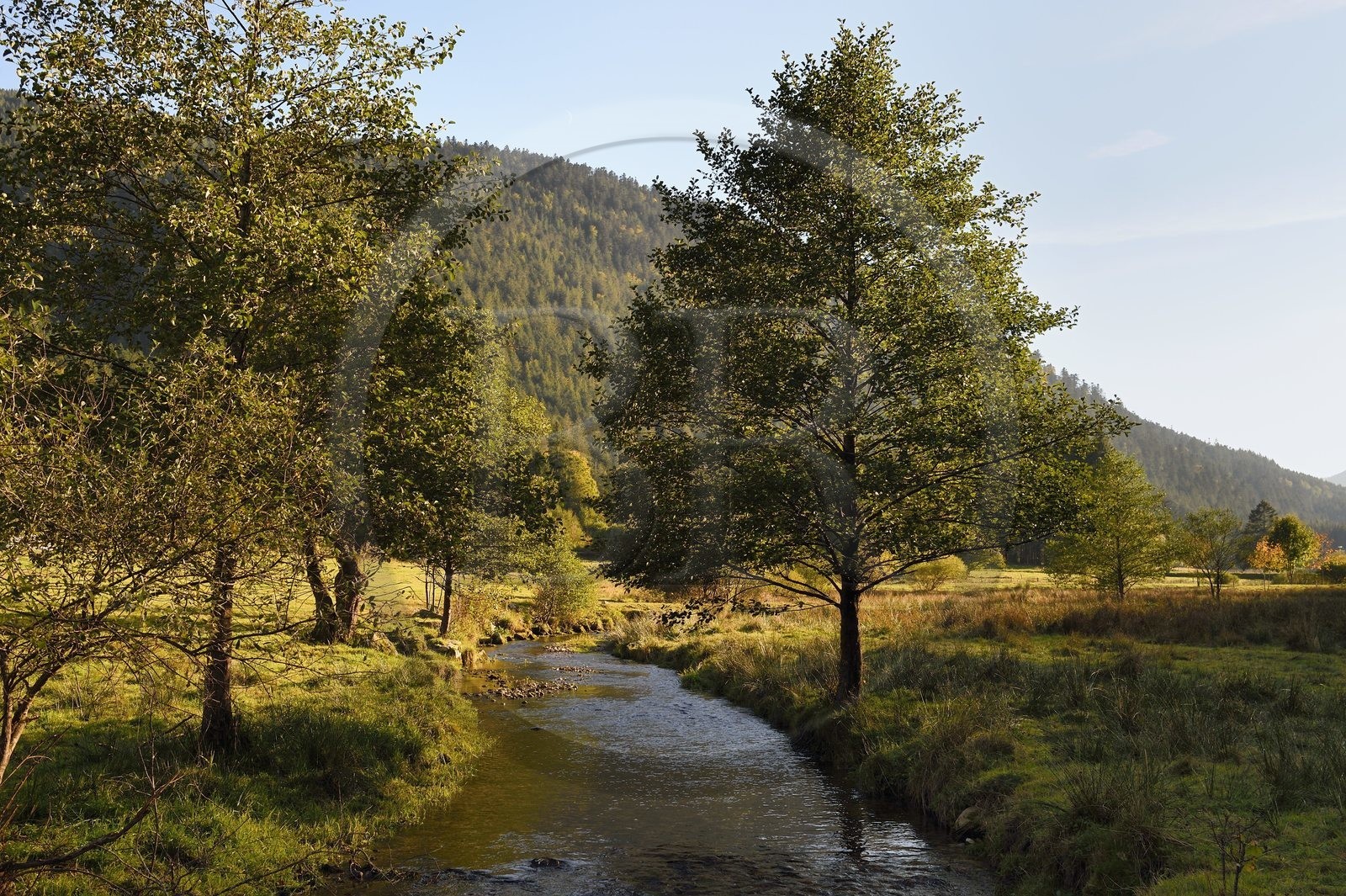 France, Vosges (88), Le Valtin dans la haute-vallée de la Meurthe, la rivière de la Meurthe