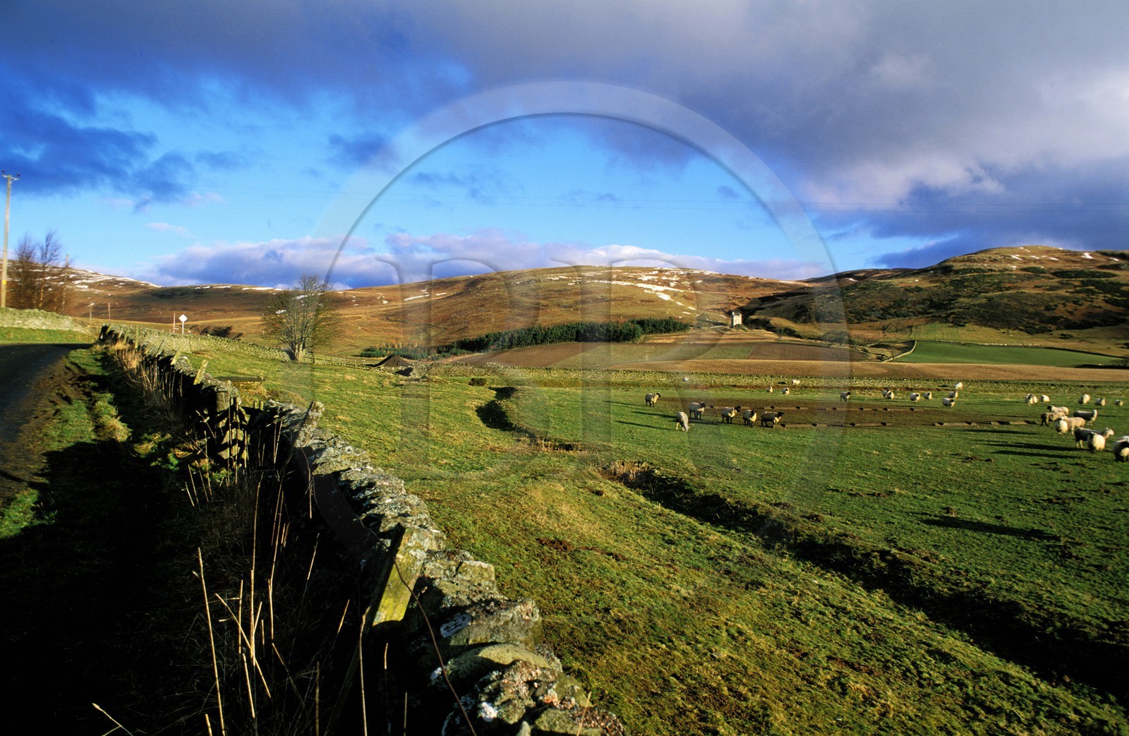United Kingdom, Scotland, the Borders, Kirkhope Tower (15th cent.), sheep land next to Ettrickbridge south of Selkirk