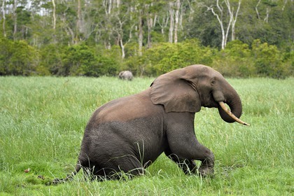 Gabon, province de Ogooué- Maritime, Parc National du Loango, site de Akaka dans la lagune du Fernan Vaz (Nkomi), éléphant de forêt d'Afrique (Loxodonta cyclotis)