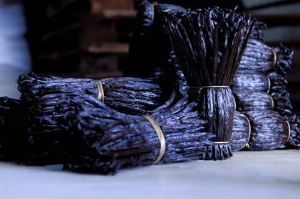 France, île de la Réunion, bottes de vanille Bourbon (à la coopérative de la vanille de Bras-Panon)