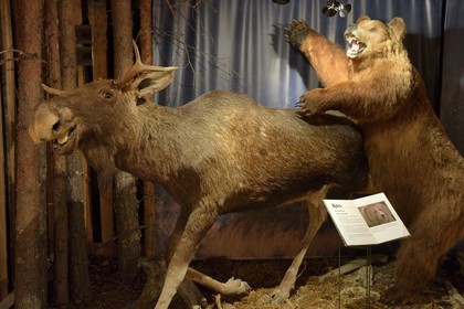 Suède, Comté de Vasterbotten, région d'Umea, Bjurholm, le Maison de l'Elan (Algens Hus), élevage